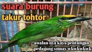 burung tohtor gacor