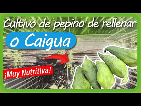 Video: Usos de la caihua en jardines - Cómo cultivar plantas de pepino relleno de caihua