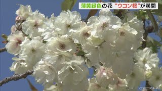 別名「美人桜」　樹齢約３００年といわれる「ウコン桜」が神社の境内で満開に