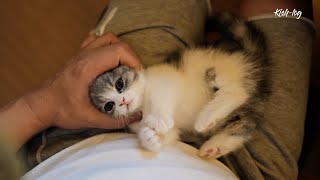 A cat who wants to be a daddy's girl (petlog 31) feat. puppy cat