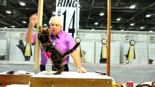 2012 CFA World Championship Cat Show - American Shorthair 美國短毛貓 by kitcattery 1,585 views 11 years ago 31 seconds