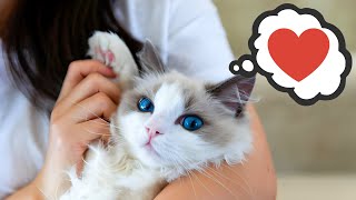 Discover HERE if You're Your Cat's Favorite Person (and if not) How to Be! 🐈 by The Curious Cat 13,020 views 1 month ago 10 minutes, 9 seconds
