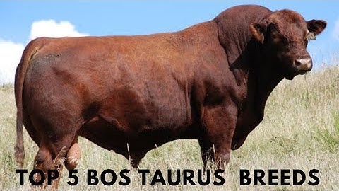 Top 5 Bos Taurus Cattle Breeds You Should Know!