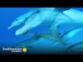 Dolphin Play Behavior and Benefits