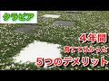 ＜週末クラピアガーデニング＞　5つのデメリットとは！　４年間育てた感想　対策も挙げているのでデメリット解消♪