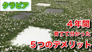 ＜週末クラピアガーデニング＞　5つのデメリットとは！　４年間育てた感想　対策も挙げているのでデメリット解消♪