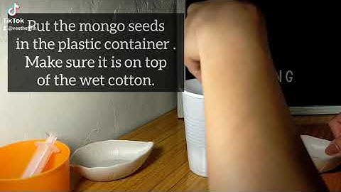 MONGO SEED PLANTING (plus 5 Days Observation) for Grade 2 and 3 Science Activity