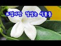 벌레가 잘 꼬이는 식물들