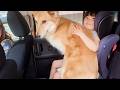 運転席から動かない元猟犬　幼児のお膝にのるもっぴー