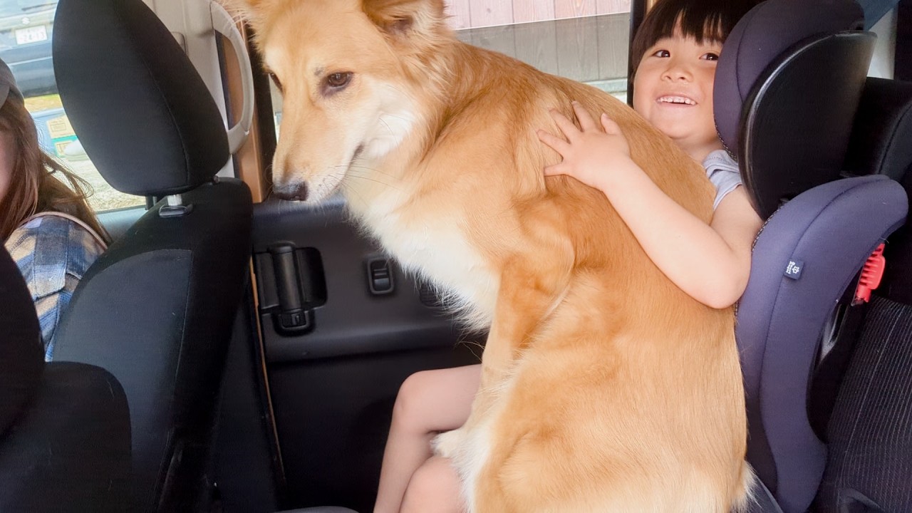 運転席から動かない元猟犬　幼児のお膝にのるもっぴー
