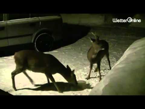 Video: Jagdtipps Im Winter