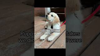 Puppy training mistakes we didn’t realize..#BetterWild #dogallergies #ad #dogmom