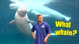 Beluga Bloopers! | BLUE WORLD EXTRA