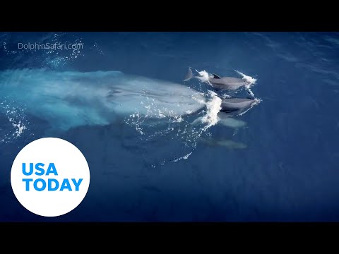 Dolphins take playful joy ride off bow of whale | USA TODAY