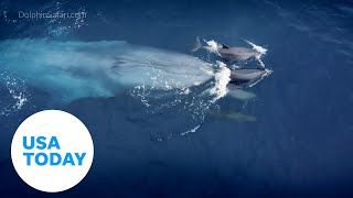 Dolphins Take Playful Joy Ride Off Bow Of Whale Usa Today