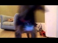 My Funny Yorkies