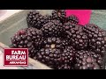 Blackberry season  university of arkansas fruit research station