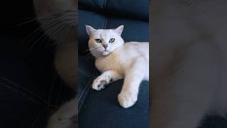 Thumbnail for ДОМИК ДЛЯ БЕРЕМЕННОЙ БЕЛКИ#cat