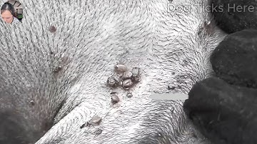 Help Poor Dog In Small Village From Many Big Ticks - Removing Ticks From Pity Dog @FamilyKun
