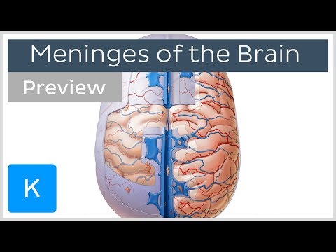 Meninges of the Brain Přehled (náhled) - Human Anatomy | Kenhub