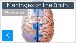 Meninges of the Brain Overview (preview) - Human Anatomy | Kenhub