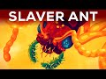 The horror of the slaver ant