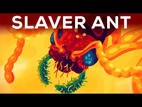 The Horror of the Slaver Ant
