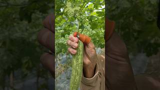 Alat Pertanian Pemetik Sayur
