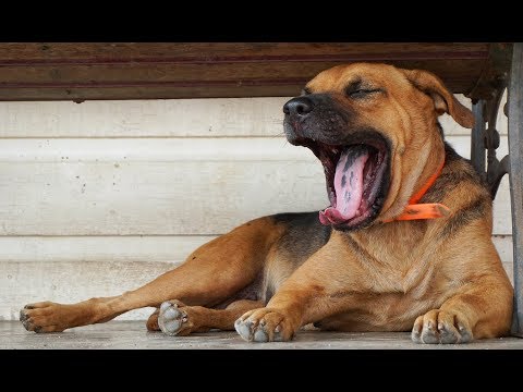 Video: Perché I Cani Sbadigliano?