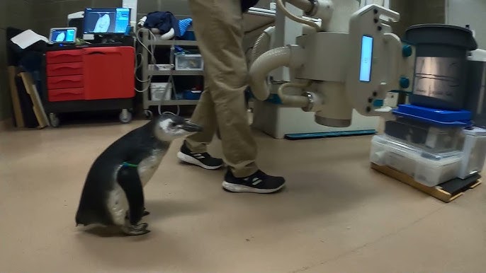 Penguin With Degenerative Foot Condition Gets Custom Shoes - CNET