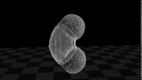 3-D Pine Pollen movie