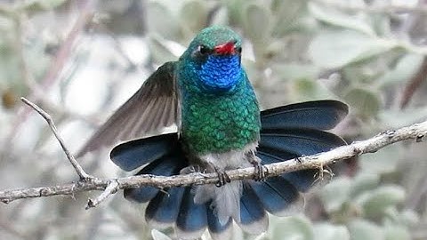 FeatherFlix Bird Video of the Week - Hummingbird Season