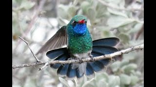 FeatherFlix Bird Video of the Week - Hummingbird Season