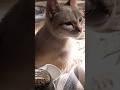 #cat #shortsvideo #viralvideo