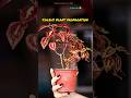 coleus plant propagation #easy way to propagate coleus #coleus plant