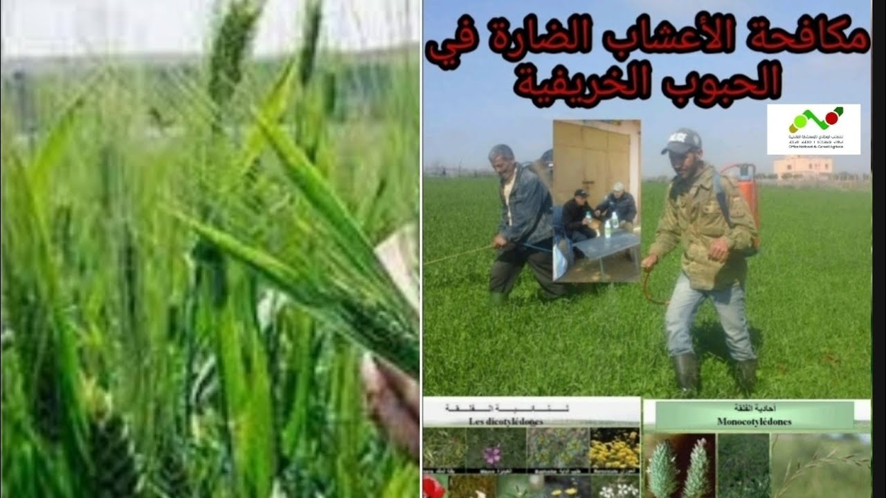 🌾وموضوع: مكافحة الأعشاب الضارة في الحبوب الخريفية، من طرف المستشار الفلاحي: عبدالعالي مسكادي🌾