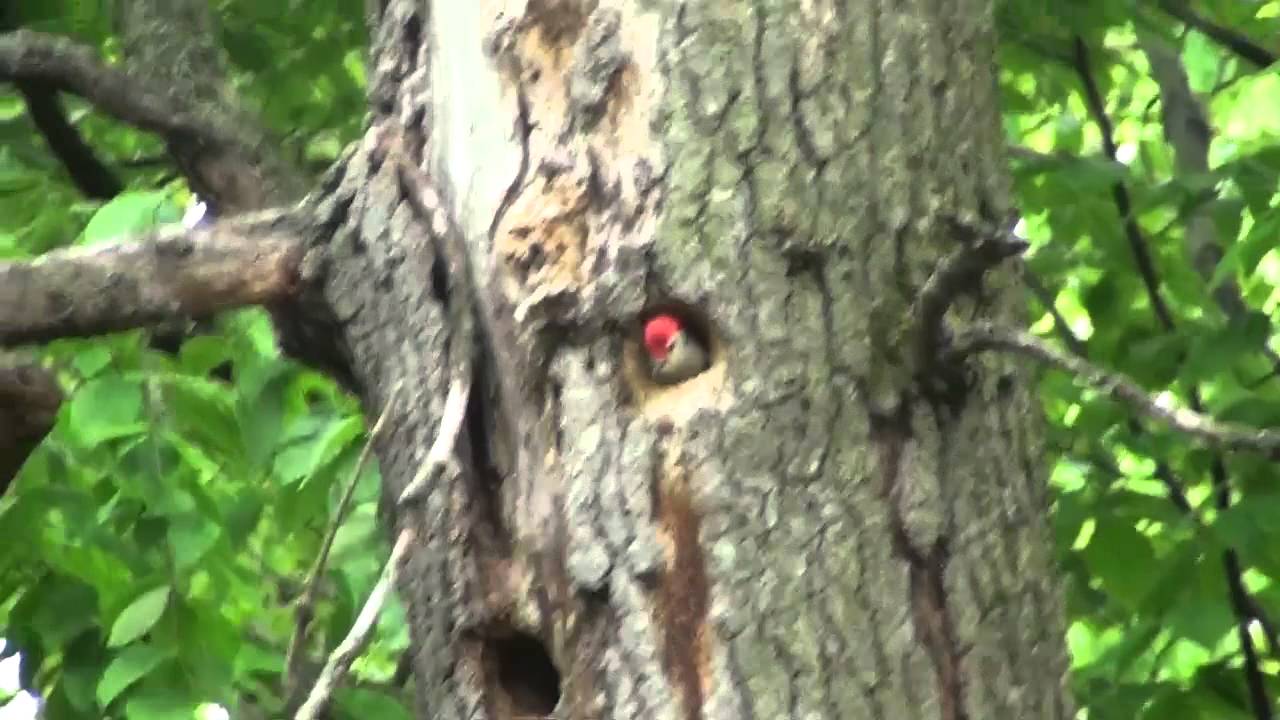 Red Headed Woodpecker Mating Call! - YouTube