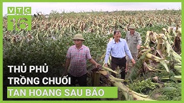 Thủ phủ trồng chuối tan hoang sau bão, người trồng lo mất Tết, ôm nợ | VTC16