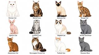 12 Popular Cat Breeds in 30 Seconds! 🐱