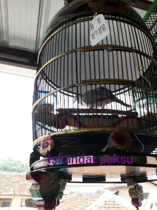 Perkutut Bangkok Piyik belajar bunyi umur 2,5bulan