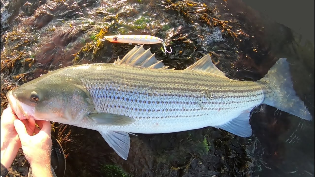 Awesome Surfcasting Trip With Large Spook Lure! 