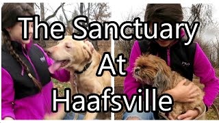 Volunteering at the Sanctuary at Haafsville | Month 5
