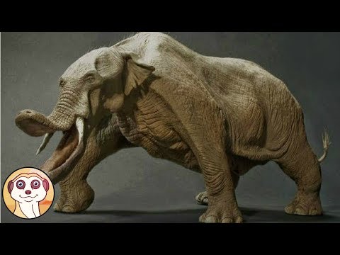 Video: 20 animali che potresti non sapere stanno per estinguersi