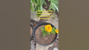 Thumbnail of #byronbay #nature #flowers #marigold