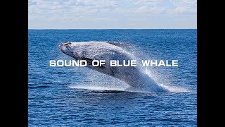 Sound Of Blue Whale