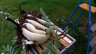 Yaşlı Adam Bahçesine Yerleşen Arıdan Karakovan Balını Alıyor