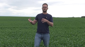 Wheat School: Protecting the flag and penultimate leaf from disease