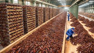How China Turned a Cockroach Nightmare into a Billion Dollar Industry That Stunned the World