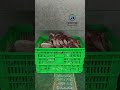 Rib machine #foodmachine #foodprocessingequipment