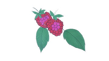 How to Draw a Delicious Raspberry - Easy Step by Step Tutorial for Beginners